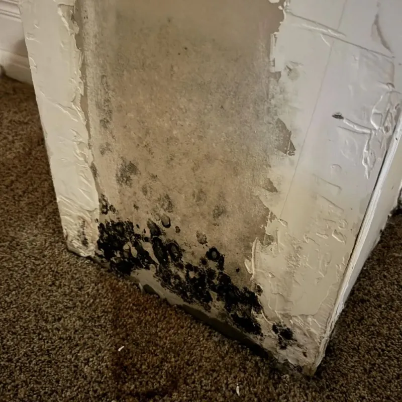 Professional Mold Removal in Hall County, NE